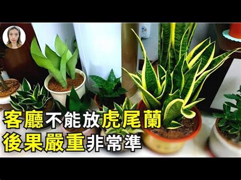 石筆虎尾蘭風水|虎尾蘭擺放位置與風水學意義